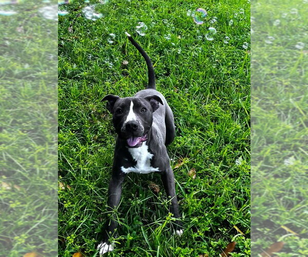 Medium Photo #2 Labrador Retriever-Unknown Mix Puppy For Sale in Eustis, FL, USA