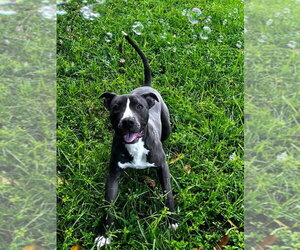 CHANCE - Male Labrador Retriever-Unknown Mix Dog for Adoption - Photo #2