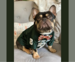 Small Photo #1 French Bulldog Puppy For Sale in ANN ARBOR, MI, USA