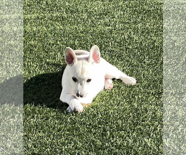 Medium Photo #15 Siberian Husky-Unknown Mix Puppy For Sale in La Verne, CA, USA