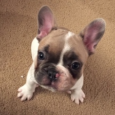 French Bulldog Puppy for sale in DES MOINES, IA, USA