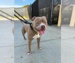 American Pit Bull Terrier Dogs for adoption in Fremont, CA, USA