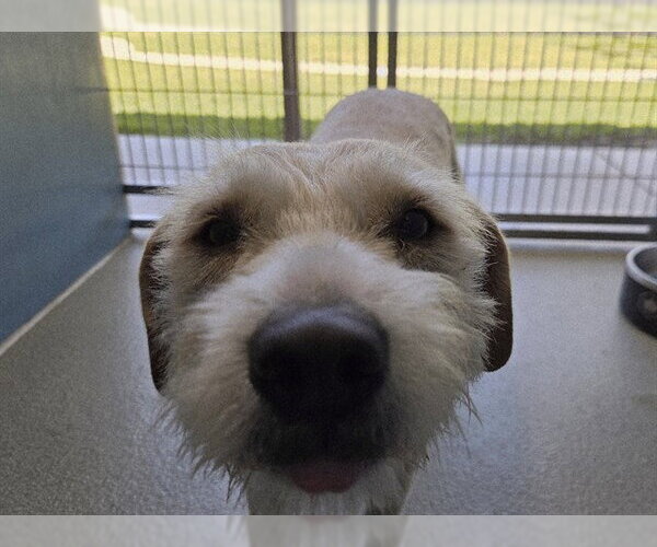 Medium Photo #1 Miniature Schnauzer-Unknown Mix Puppy For Sale in San Clemente, CA, USA