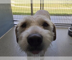 Miniature Schnauzer-Unknown Mix Dogs for adoption in San Clemente, CA, USA