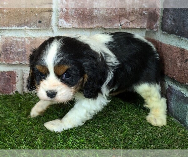 Medium Photo #3 Cavalier King Charles Spaniel Puppy For Sale in MOBERLY, MO, USA