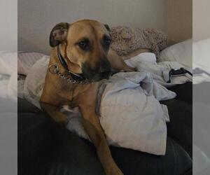 American Staffordshire Terrier Dogs for adoption in San Antonio, TX, USA