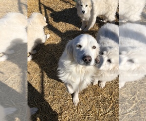 Mother of the Great Pyrenees puppies born on 11/30/2021