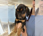 Small Photo #2 Australian Shepherd-Unknown Mix Puppy For Sale in Lakewood, CO, USA