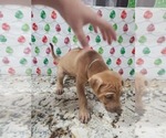 Small Photo #32 Phu Quoc (Vietnam Island) Ridgeback Puppy For Sale in HELOTES, TX, USA