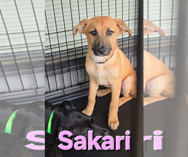 Medium Photo #5 Huskies -Labrador Retriever Mix Puppy For Sale in McDonough, GA, USA