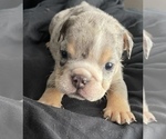 Small Photo #8 English Bulldog Puppy For Sale in RICHMOND, VA, USA