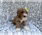 Small #5 Cavapoo (Miniature)