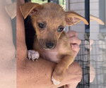 Small #1 Chihuahua Mix