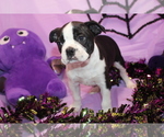 Nash - Male Boston Terrier Puppy for Sale - Photo #4