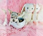 Small #16 Chihuahua