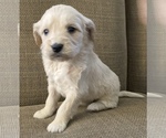 Small Photo #2 Goldendoodle Puppy For Sale in CAPON BRIDGE, WV, USA