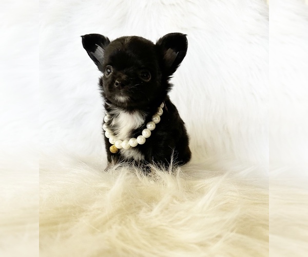 Medium Photo #4 Chihuahua Puppy For Sale in SACRAMENTO, CA, USA