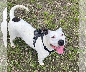 Mutt Dogs for adoption in Yardley, PA, USA