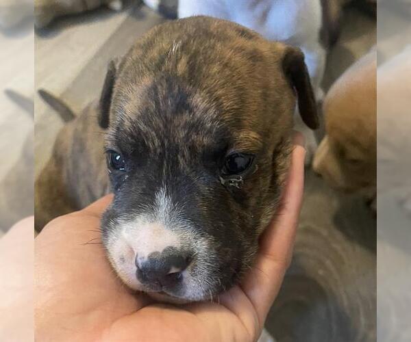 Medium Photo #1 American Staffordshire Terrier-Unknown Mix Puppy For Sale in San Antonio, TX, USA
