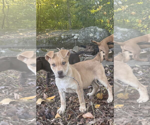 Medium Photo #4 Chocolate Labrador retriever-Unknown Mix Puppy For Sale in Pottstown, PA, USA