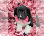 Small Photo #5 Cockapoo-Shetland Sheepdog Mix Puppy For Sale in COCHRANVILLE, PA, USA