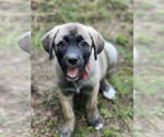 Small #1 German Shepherd Dog-Mountain Cur Mix