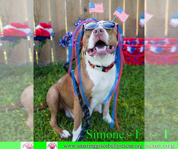 Medium Photo #24 American Staffordshire Terrier-Unknown Mix Puppy For Sale in Pensacola, FL, USA