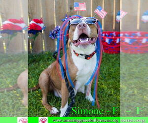 Simone - Female American Staffordshire Terrier-Unknown Mix Dog for Adoption - Photo #24