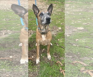 Mutt Dogs for adoption in Stevens Point, WI, USA