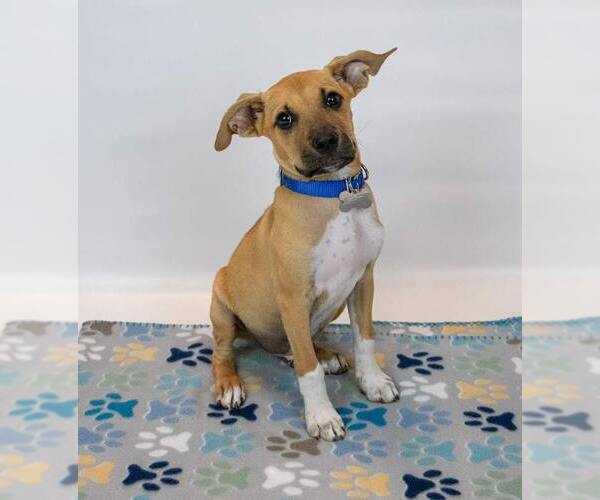 Medium Photo #6 Mutt Puppy For Sale in Kennesaw, GA, USA