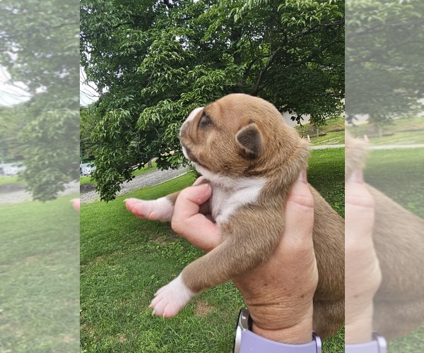 Medium Photo #15 American Bully Puppy For Sale in SAINT ALBANS, WV, USA