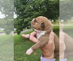 Small Photo #15 American Bully Puppy For Sale in SAINT ALBANS, WV, USA