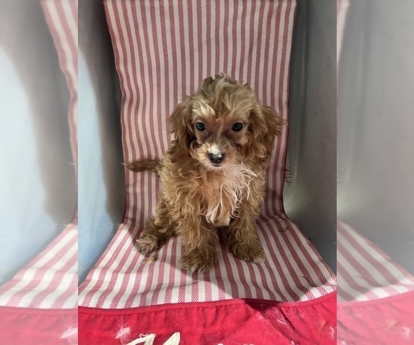 Medium Photo #9 ShihPoo Puppy For Sale in DURHAM, CT, USA