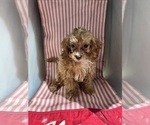 Small Photo #9 ShihPoo Puppy For Sale in DURHAM, CT, USA