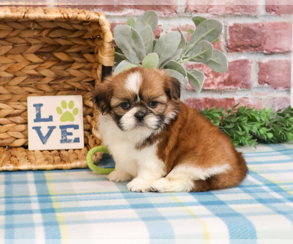 Medium Photo #4 Shih Tzu Puppy For Sale in SYRACUSE, IN, USA