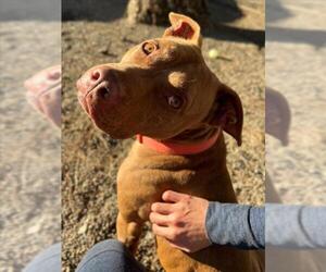 Mutt Dog for Adoption in Woodland, California USA