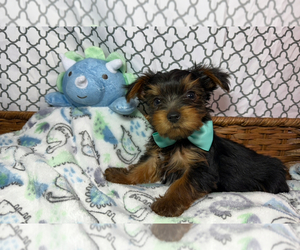 Medium Yorkshire Terrier