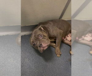 American Pit Bull Terrier Dogs for adoption in Glen Allen, VA, USA