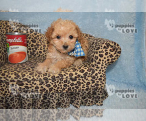 Poodle (Toy) Puppy for sale in SANGER, TX, USA