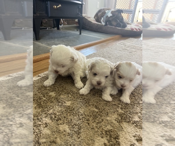 Medium Photo #1 Maltese Puppy For Sale in MOUNT AIRY, MD, USA