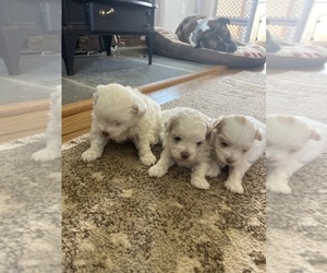 Maltese Puppy for sale in MOUNT AIRY, MD, USA