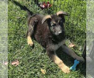 German Shepherd Dog Puppy for sale in RIGA, MI, USA