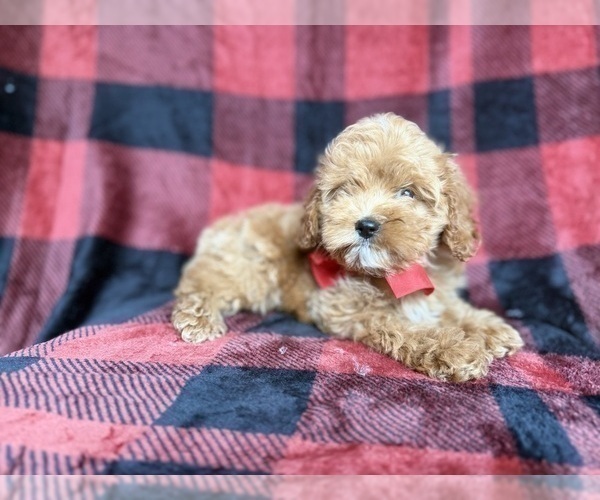 Medium Photo #3 Cockapoo (Miniature) Puppy For Sale in LAKELAND, FL, USA