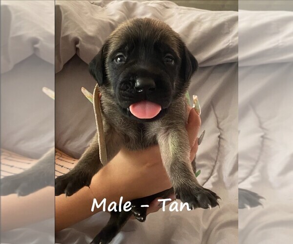 Medium Photo #1 Mastiff Puppy For Sale in SIMMS, TX, USA