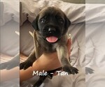 Small Photo #1 Mastiff Puppy For Sale in SIMMS, TX, USA