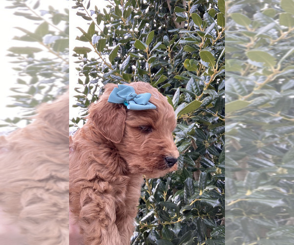 Medium Photo #1 Poodle (Standard) Puppy For Sale in SNOW CAMP, NC, USA