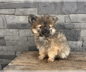 Shiranian Puppy for sale in MIDDLEBURY, IN, USA