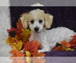 Small #2 Bichpoo