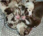 Small Photo #1 Border Collie Puppy For Sale in SALISBURY, NC, USA