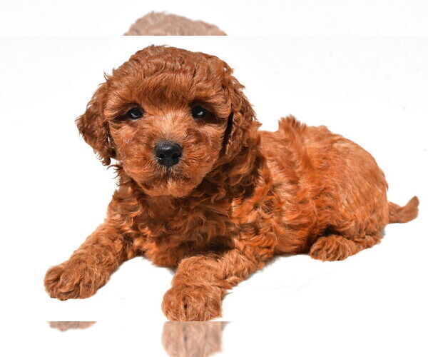 Medium Photo #36 Goldendoodle mix (+ Poodle Miniature) Puppy For Sale in DURHAM, CT, USA